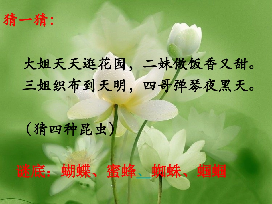 绿色蝈蝈PPT课件 (2)_第1页