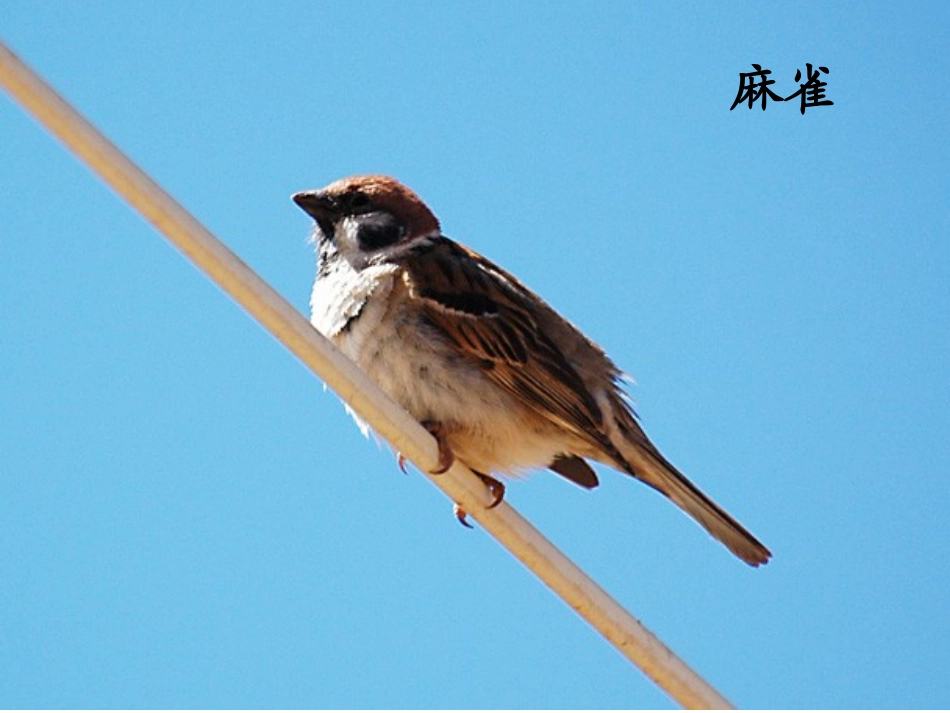 苏教版初二语文上册《明天不封阳台》课件_第2页