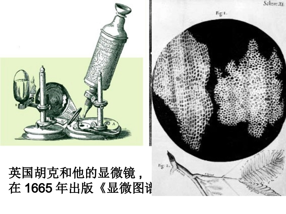 七年级生物上册_练习使用显微镜_课件_第3页