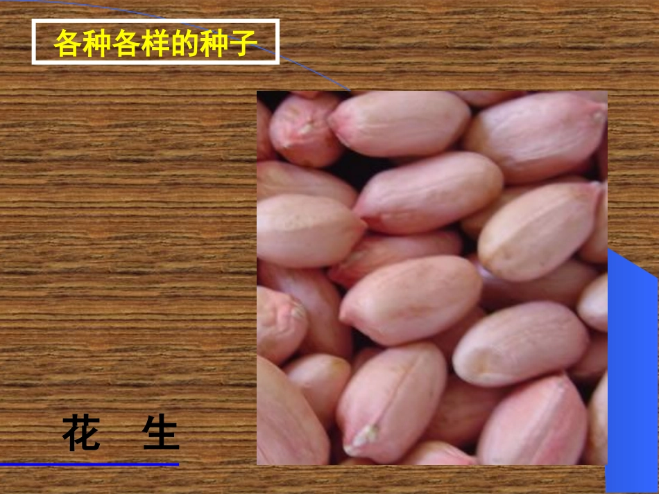 初一生物《种子植物》PPT课件(1)_第2页