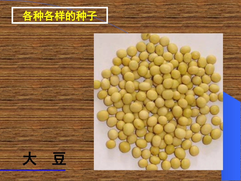 初一生物《种子植物》PPT课件(1)_第3页