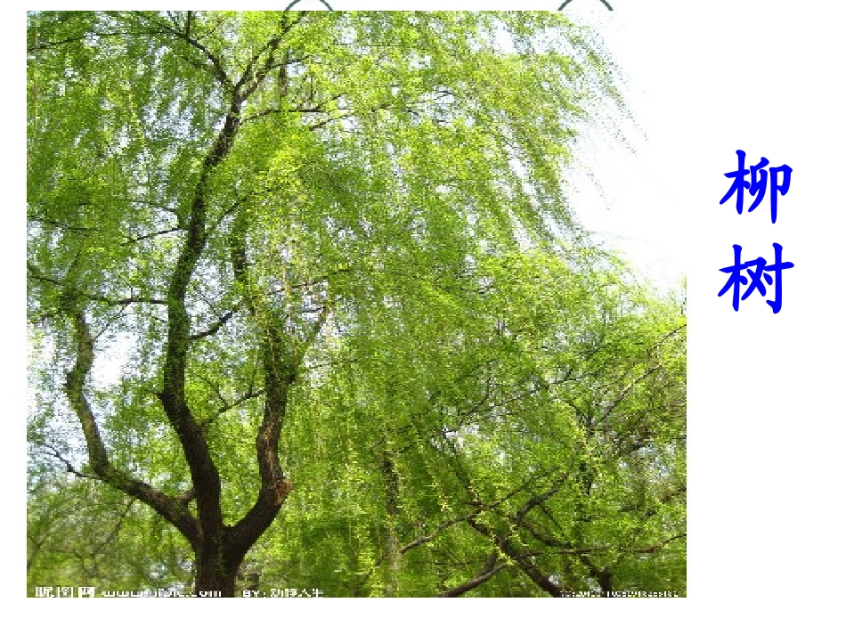 绝句(两个黄鹂鸣翠柳)_第1页