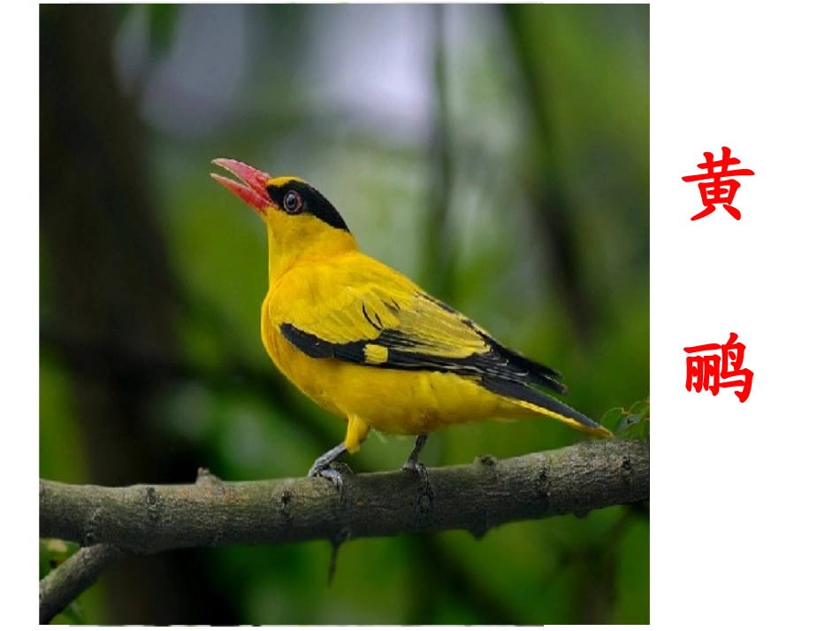 绝句(两个黄鹂鸣翠柳)_第3页