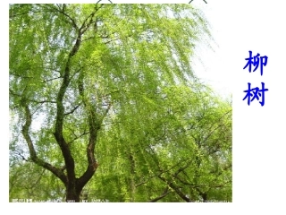 绝句(两个黄鹂鸣翠柳)