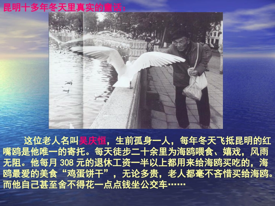 《老人与海鸥》课件【32页】_第2页