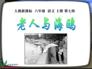 《老人与海鸥》课件【32页】