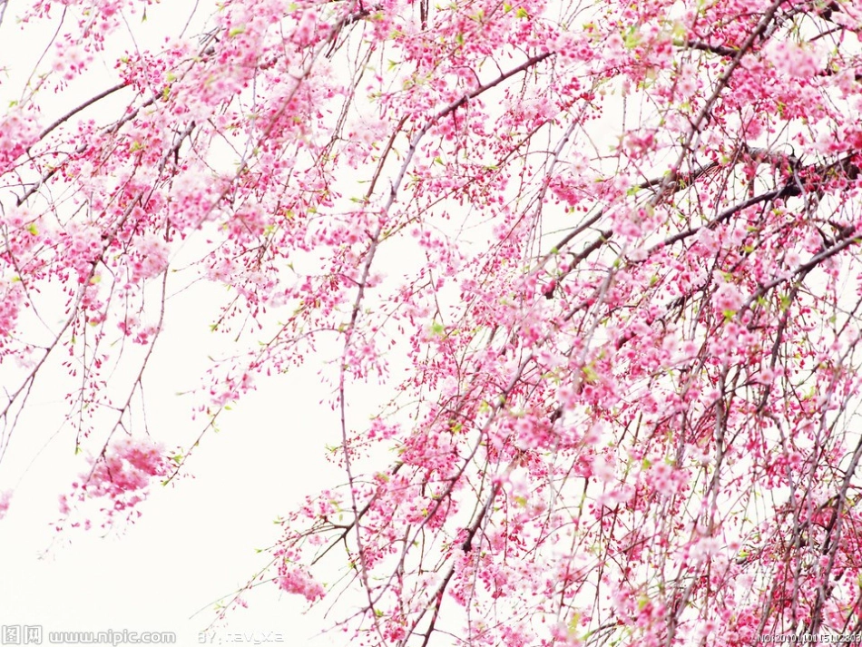 习作指导看桃花_第3页