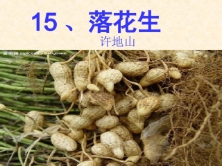 落花生 (2)