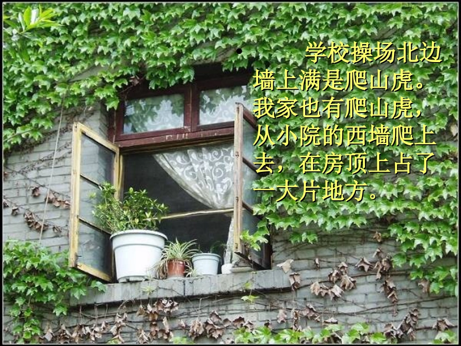 爬山虎的脚PPT课件_第2页