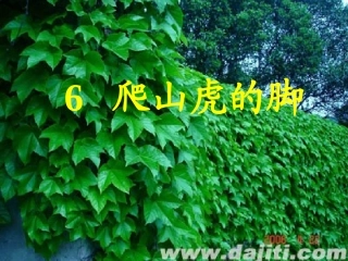 爬山虎的脚PPT课件