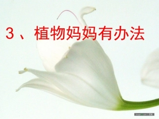 植物妈妈有办法 (4)