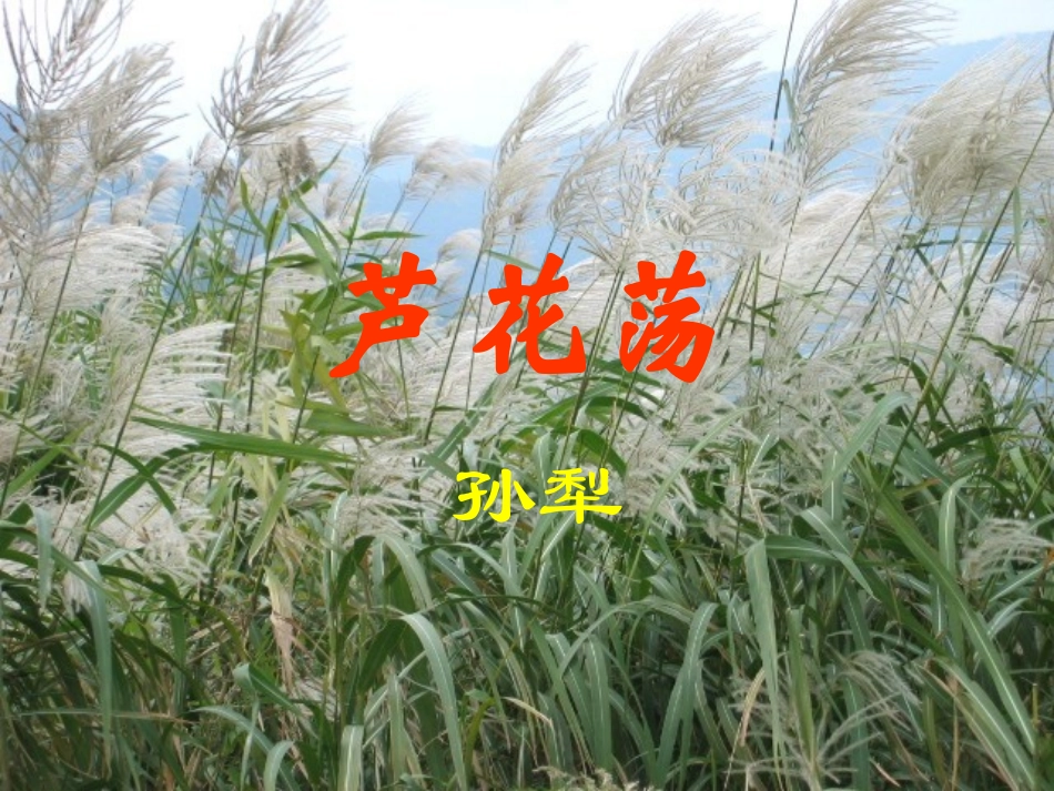 《芦花荡》教学课件5_第1页