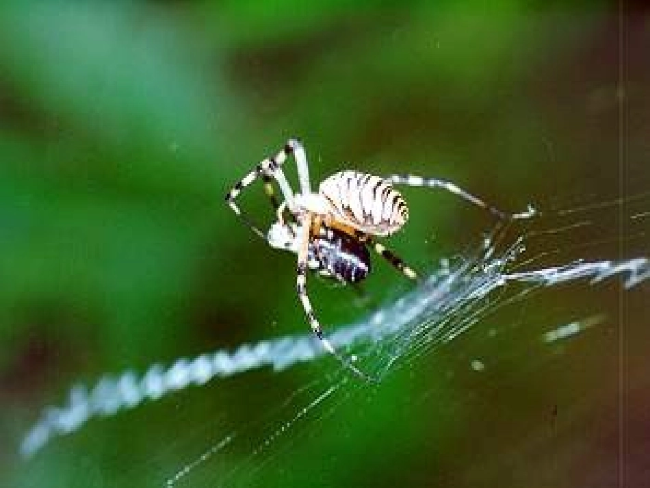 六年级语文选修3课件_第2页