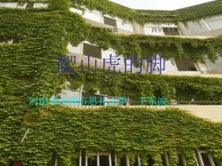 《爬山虎的脚》课件