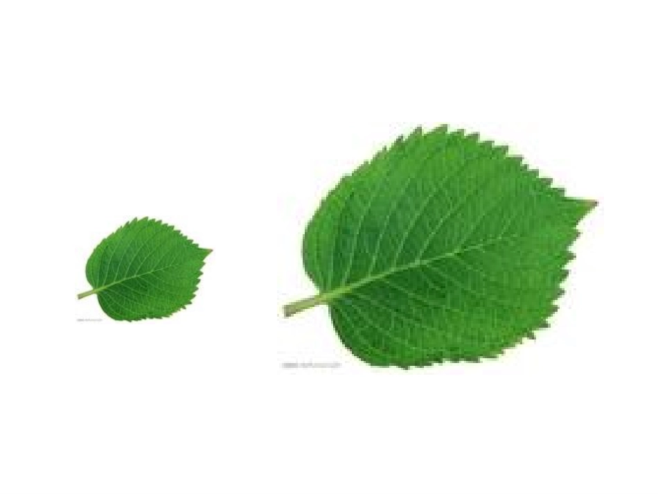 面积和面积单位（三年级下）_第3页