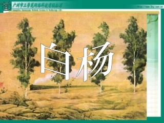 蔡霞《白杨》PPT课件