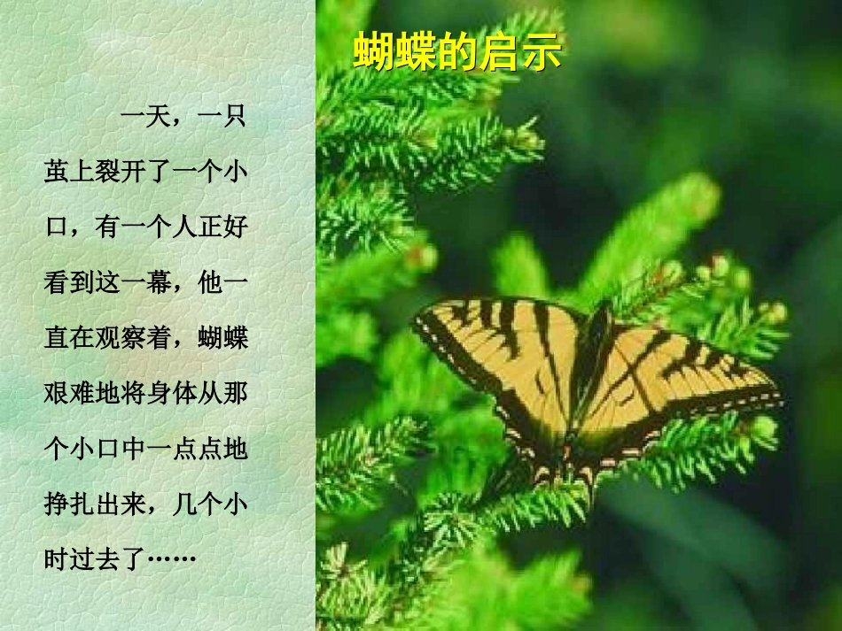 蝴蝶的故事(面对挫折)_第1页