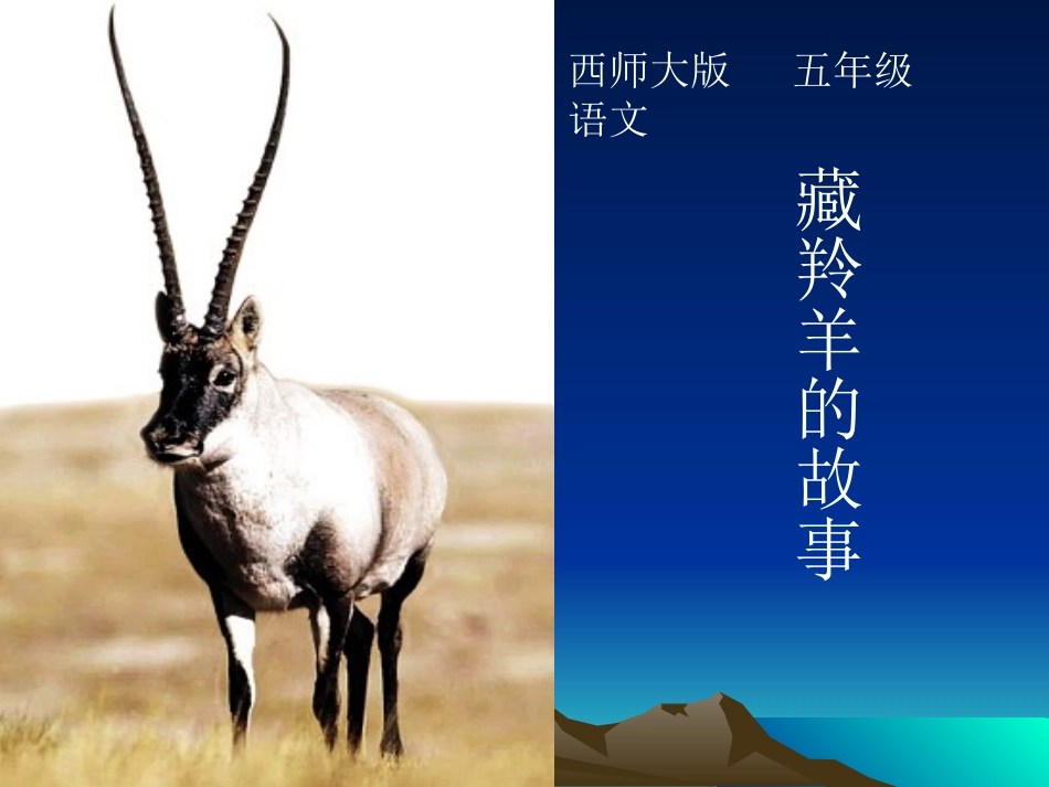 西师大版五年级语文藏羚羊的故事_第1页