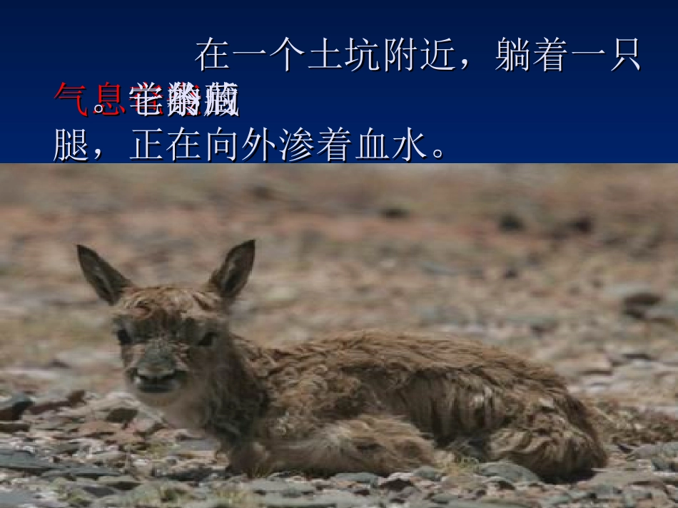 西师大版五年级语文藏羚羊的故事_第3页