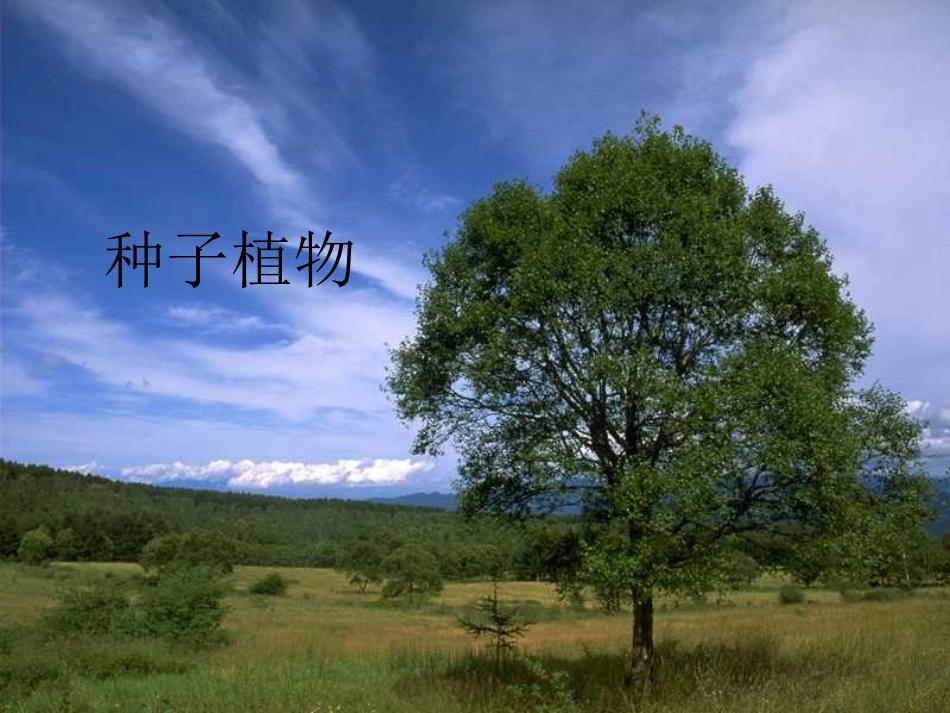 初一生物_种子植物课件_第1页