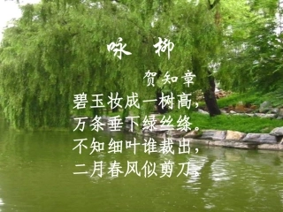 苏教版七年级语文柳叶儿1