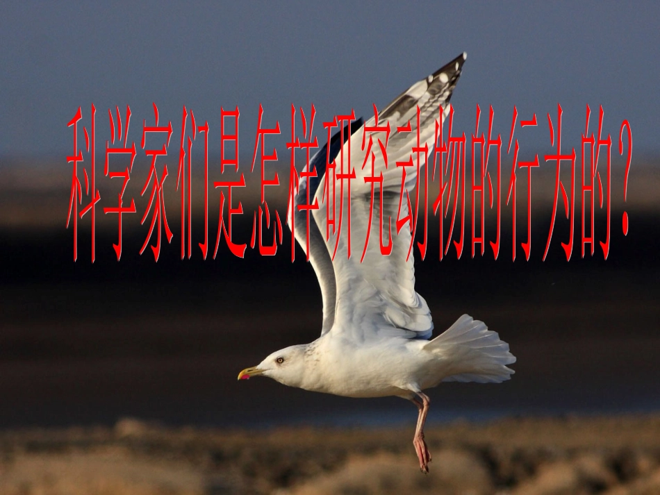 八生下研究动物行为的方法（课件）[1]_第2页