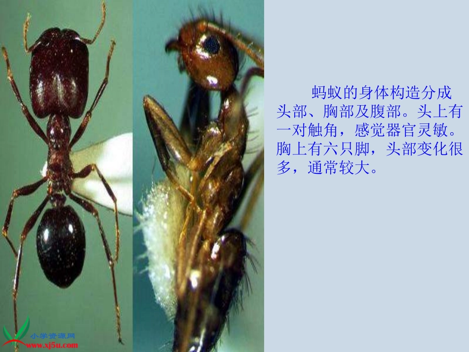 (教科版)三年级科学上册课件_蚂蚁_6_第3页