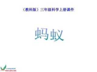 (教科版)三年级科学上册课件_蚂蚁_6