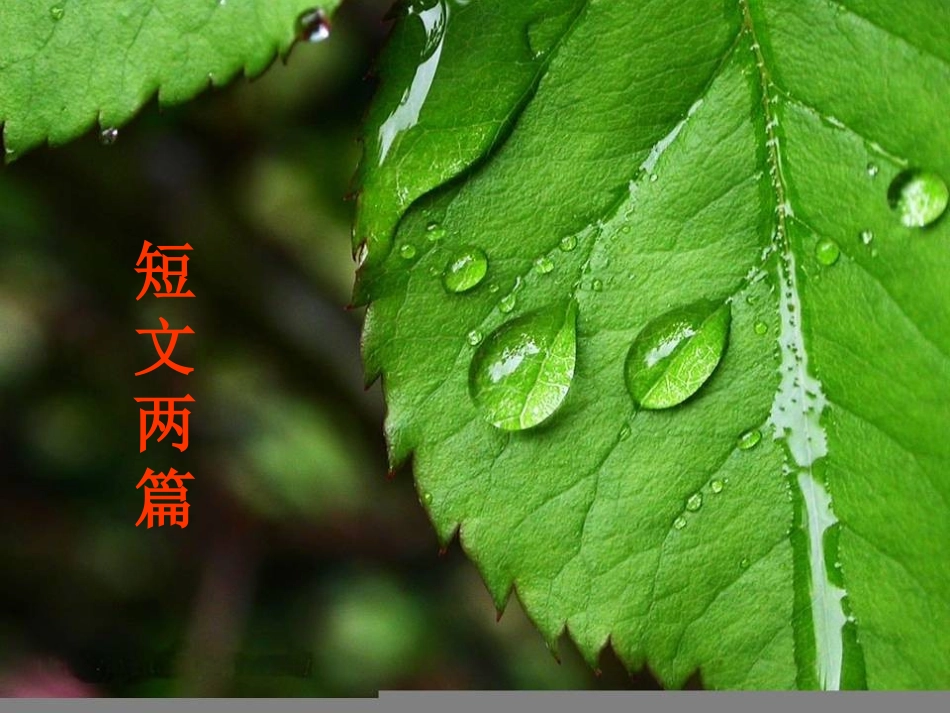 短文两篇(蝉贝壳)_第1页