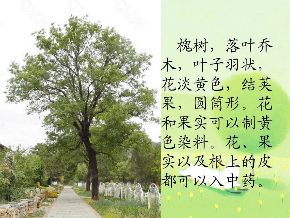 槐乡的孩子(修改)_第2页