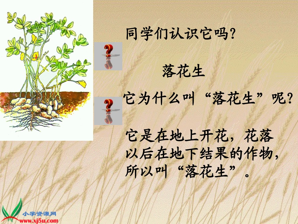 五年级语文课件-落花生_第1页