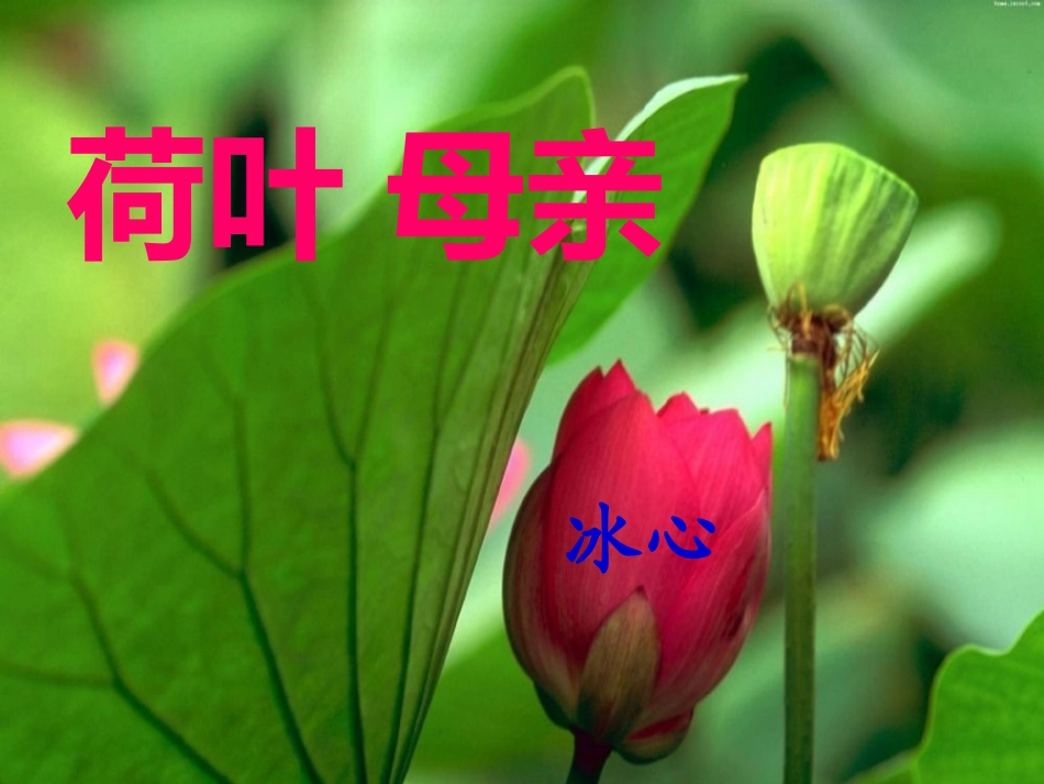 荷叶母亲课件_第2页