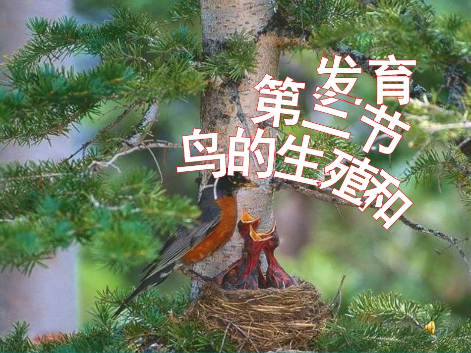 人教版八下第一章第四节鸟的生殖和发育（共38张PPT）_第2页