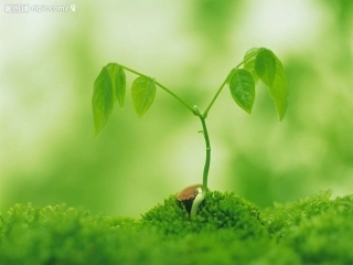 囚绿记优秀课件1