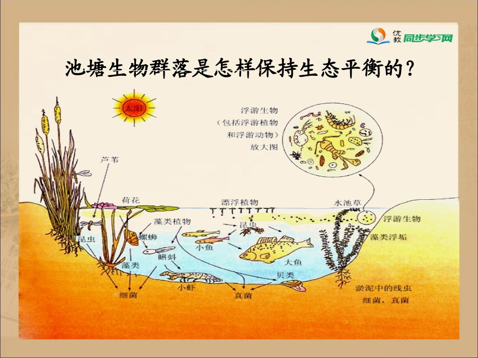 《做个小生态瓶》参考课件_第3页