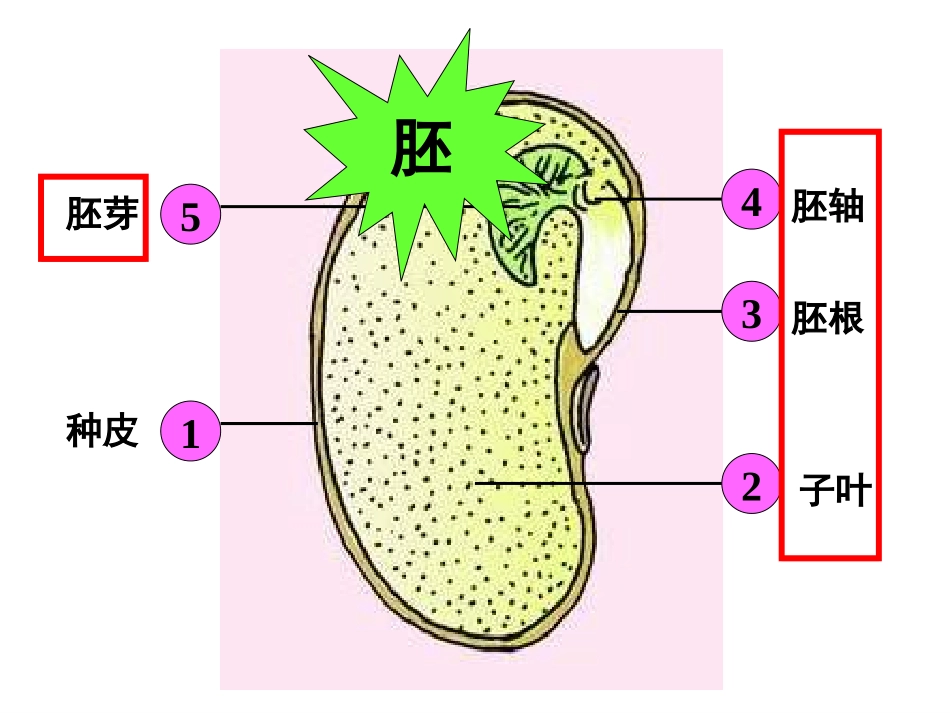 八年级生物种子的萌发过程[1]_第3页