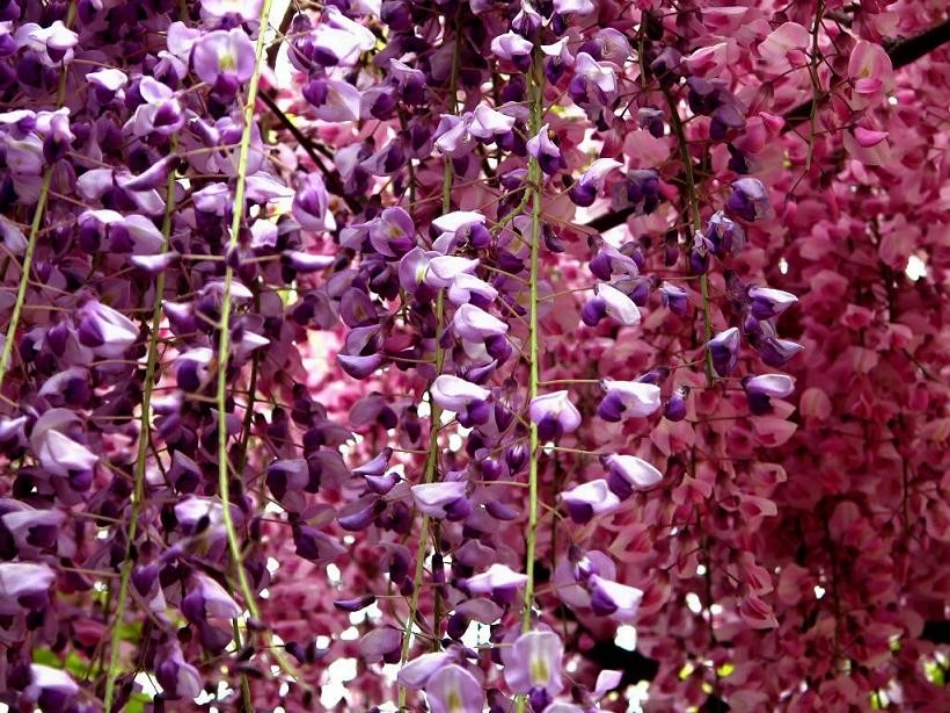 《幽径悲剧》课件_第1页