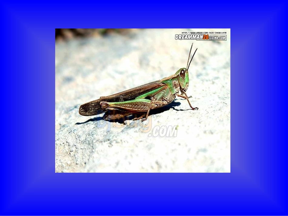 昆虫的生殖和发育_第2页