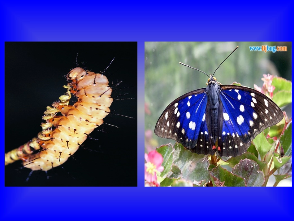 昆虫的生殖和发育_第3页