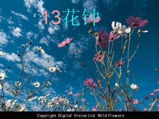 花钟课件 (2)