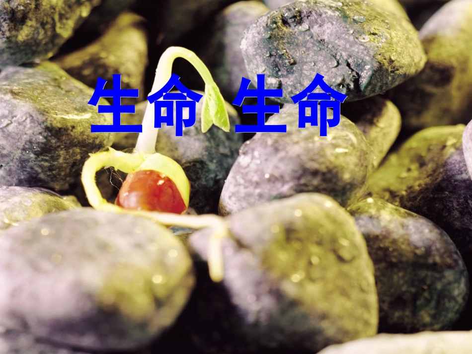 《生命生命》_第1页