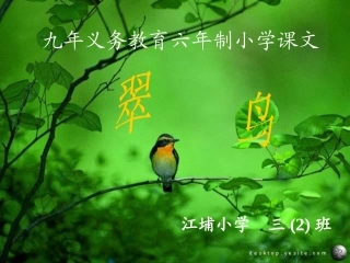 翠鸟课件上20100313