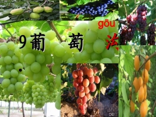 《10葡萄沟》课件