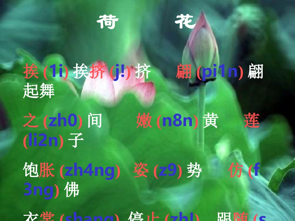 《荷花》PPT课件_第2页