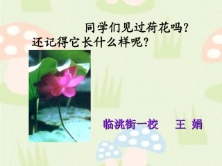《荷花》PPT课件
