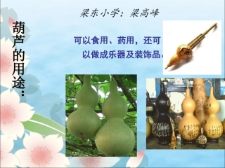 《我要的是葫芦》教学课件