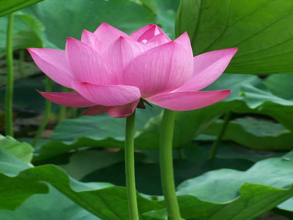 谭渊《夏感》_第3页