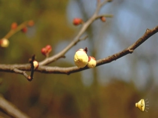 谭渊《夏感》
