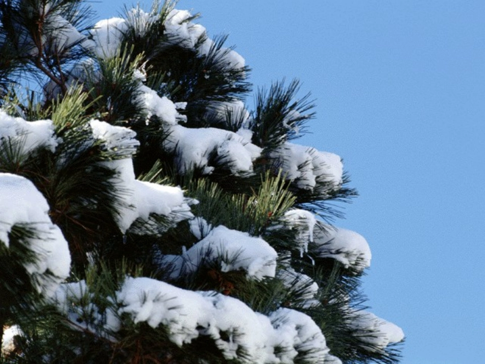 《济南的冬天》_第3页