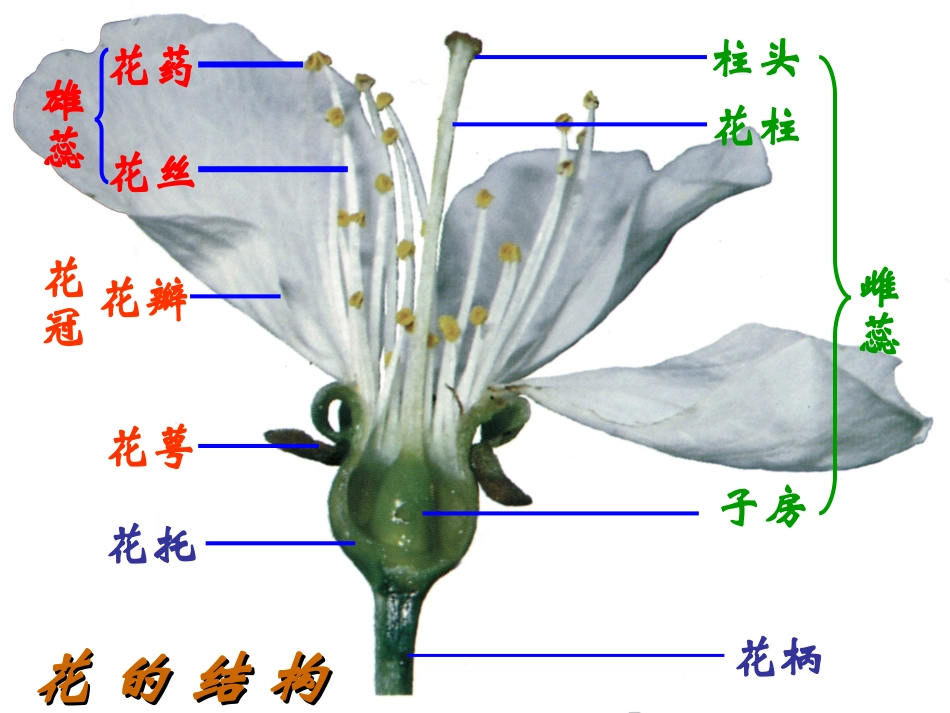 人教版八下第七单元第一章第一节植物的生殖（共46张PPT）_第2页